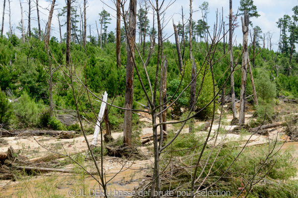 Bastrop State Park, TX, USA